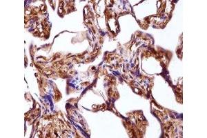 WNT3A antibody immunohistochemistry analysis in formalin fixed and paraffin embedded human placenta tissue.