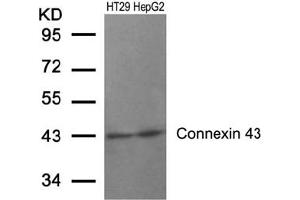 Image no. 1 for anti-Gap Junction Protein, alpha 1, 43kDa (GJA1) (AA 365-369) antibody (ABIN197506) (Connexin 43/GJA1 anticorps  (AA 365-369))
