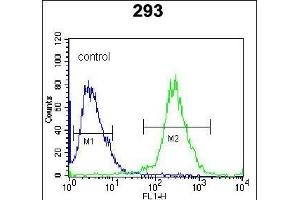 UCK2 Antibody (C-term) (ABIN391287 and ABIN2841329) flow cytometric analysis of 293 cells (right histogram) compared to a negative control cell (left histogram).