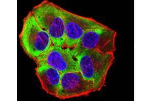 Immunofluorescence analysis of Hela cells using ROP1 mouse mAb (green). (ROP1 (AA 42-183) anticorps)