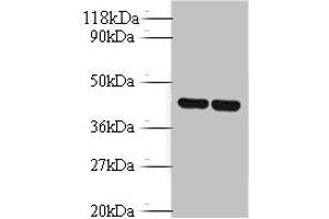 Western blot All lanes: Vasopressin V1b receptor antibody at 2 μg/mL Lane 1: EC109 whole cell lysate Lane 2: 293T whole cell lysate Secondary Goat polyclonal to rabbit IgG at 1/10000 dilution Predicted band size: 47 kDa Observed band size: 47 kDa (AVPR1B anticorps  (AA 343-425))