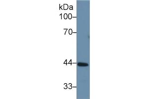 Western Blot; Sample: Rat Liver lysate; Primary Ab: 1µg/ml Rabbit Anti-Rat CBG Antibody Second Ab: 0.