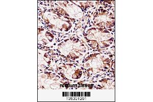 FXYD5 Antibody immunohistochemistry analysis in formalin fixed and paraffin embedded human rectum tissue followed by peroxidase conjugation of the secondary antibody and DAB staining. (FXYD5 anticorps  (AA 71-100))