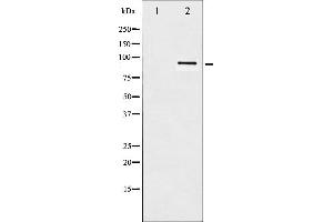 Western blot analysis of HSP90B phosphorylation expression in TNF-a treated HeLa whole cell lysates,The lane on the left is treated with the antigen-specific peptide.