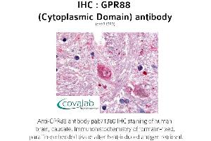 Image no. 1 for anti-G Protein-Coupled Receptor 88 (GPR88) (1st Cytoplasmic Domain) antibody (ABIN1735188) (GPR88 anticorps  (1st Cytoplasmic Domain))