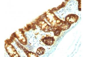 Formalin-fixed, paraffin-embedded Rat Colon stained with Ep-CAM Monoclonal Antibody (Epcam/1159).