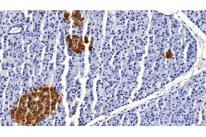 Detection of CLU in Porcine Pancreas Tissue using Monoclonal Antibody to Clusterin (CLU)