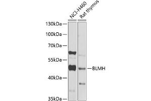 Western blot analysis of extracts of various cell lines, using BLMH Antibody (ABIN6127522, ABIN6137574, ABIN6137575 and ABIN6222197) at 1:1000 dilution.