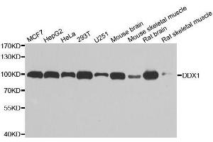 Western blot analysis of extracts of various cell lines, using DDX1 antibody. (DDX1 anticorps  (AA 441-740))