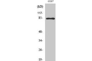 Western Blot analysis of COS-7 cells with Phospho-Stat1 (Tyr701) Polyclonal Antibody at dilution of 1:1000