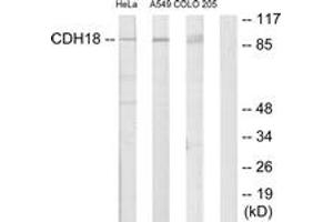 Western blot analysis of extracts from HeLa/A549/COLO205 cells, using CDH18 Antibody.