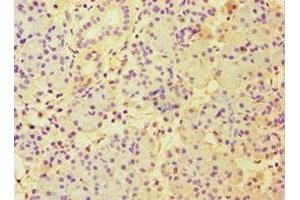 Immunohistochemistry of paraffin-embedded human pancreatic tissue using ABIN7151000 at dilution of 1:100