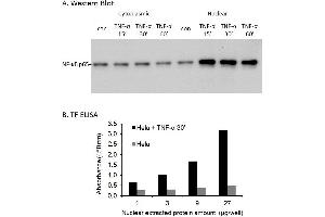 Transcription factor activity assay of NF-κB p65 from nuclear extracts of HeLa cells or HeLa cells treated with TNF-a.