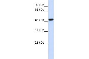 WB Suggested Anti-CTH Antibody Titration:  0. (CTH anticorps  (N-Term))