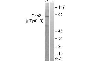 Western blot analysis of extracts from Jurkat cells, treated with IFN (2500U/ML, 30mins), using Gab2 (Phospho-Tyr643) antibody.