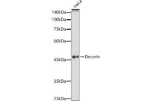 Western blot analysis of extracts of HeLa cells, using Decorin antibody (ABIN3022360, ABIN3022361, ABIN3022362, ABIN1512816 and ABIN6218761) at 1:1000 dilution. (Decorin anticorps  (AA 31-359))