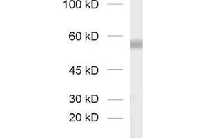 dilution: 1 : 1000, sample: synaptic vesicle fraction of rat brain (LP2)