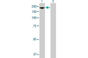 Western Blot analysis of RRP12 expression in transfected 293T cell line by RRP12 MaxPab polyclonal antibody. (RRP12 anticorps  (AA 1-1297))