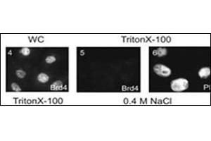 Subnuclear distribution of cellular proteins.
