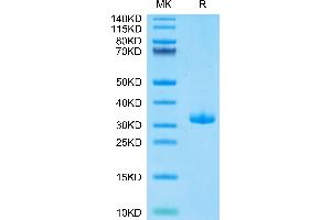 Biotinylated Human BTN3A1 on Tris-Bis PAGE under reduced condition.