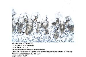 Human Stomach (ADIPOQ anticorps  (N-Term))