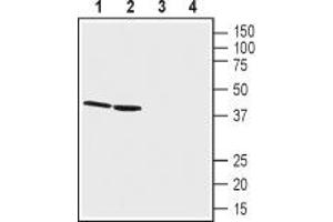 Western blot analysis of rat kidney lysates (lanes 1 and 3) and mouse kidney membranes (lanes 2 and 4): - 1,2. (GPR68 anticorps  (2nd Extracellular Loop))