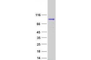 Validation with Western Blot