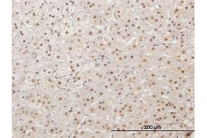 Immunoperoxidase of purified MaxPab antibody to XRCC4 on formalin-fixed paraffin-embedded human adrenal gland.
