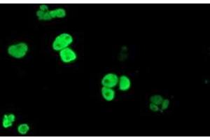 Anti-PPARA mouse monoclonal antibody (ABIN2455014) immunofluorescent staining of COS7 cells transiently transfected by pCMV6-ENTRY PPARA (RC216176). (PPARA anticorps  (AA 145-420))