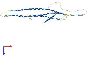 AlphaFold protein structure predicition of Human Recombinant CEP63 Protein, UniprotID Q96MT8