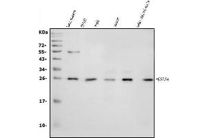 Western blot analysis of GSTA4 using anti-GSTA4 antibody (ABIN7601113).