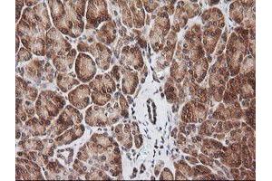 Image no. 2 for anti-RIO Kinase 2 (RIOK2) (AA 277-552) antibody (ABIN1491305) (RIOK2 anticorps  (AA 277-552))