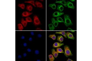 ABIN7094443 and ABIN7098491 staining Hela cells by IF/ICC.