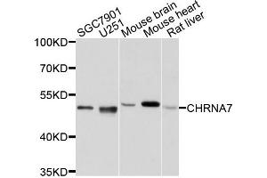 Western blot analysis of extracts of various cells, using CHRNA7 antibody. (CHRNA7 anticorps)