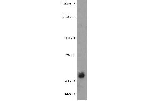 Western Blotting (WB) image for anti-Extracellular Matrix Protein 1 (ECM1) antibody (ABIN2928444)