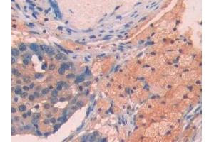 anti-Apolipoprotein A-V (APOA5) (AA 167-335) antibody