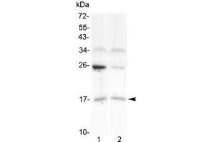 Western blot testing of human 1) U-87 MG and 2) placenta lysate with IL1F10 antibody at 0. (IL1F10 anticorps)