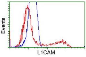 Image no. 1 for anti-L1 Cell Adhesion Molecule (L1CAM) antibody (ABIN1499089) (L1CAM anticorps)