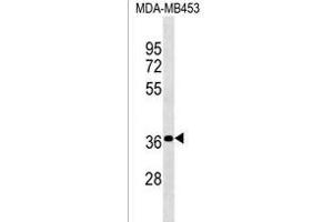 PSG4 Antibody (N-term) (ABIN1539582 and ABIN2850413) western blot analysis in MDA-M cell line lysates (35 μg/lane). (NR2C1 anticorps  (N-Term))