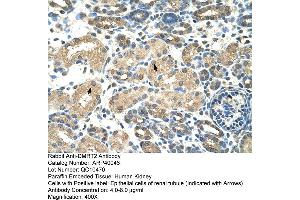 Human kidney (DMRT2 anticorps  (N-Term))