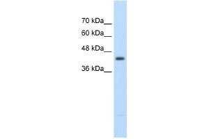 UPB1 antibody used at 2. (UPB1 anticorps  (Middle Region))