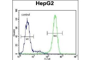 Antibody (C-term) (ABIN654184 and ABIN2844036) flow cytometric analysis of HepG2 cells (right histogram) compared to a negative control cell (left histogram).
