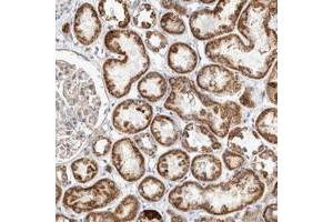 Immunohistochemical staining of human kidney with BZRAP1 polyclonal antibody  shows strong granular cytoplasmic positivity tubular cells at 1:200-1:500 dilution. (BZRAP1 anticorps)