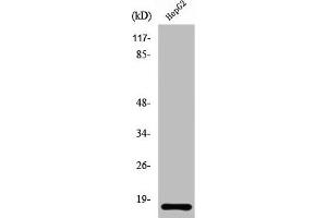 Western Blot analysis of HuvEc cells using Ribosomal Protein L34 Polyclonal Antibody (RPL34 anticorps  (Internal Region))