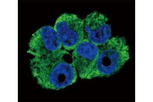 Confocal immunofluorescent analysis of TRAP antibody with NCI-H460 cells followed by Alexa Fluor 488-conjugated goat anti-rabbit lgG (green). (CD40 Ligand anticorps  (AA 33-62))