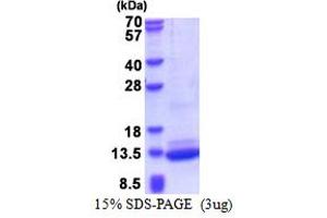 SDS-PAGE (SDS) image for BRICK1, SCAR/WAVE Actin-Nucleating Complex Subunit (BRK1) (AA 1-75) protein (His tag) (ABIN5853485)