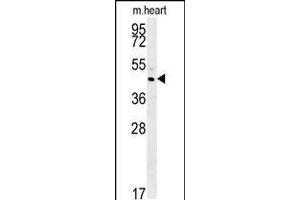 Western blot analysis in mouse heart tissue lysates (35ug/lane). (TAM41 anticorps  (AA 180-208))