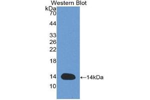 Western Blotting (WB) image for anti-GDNF Family Receptor alpha 1 (GFRA1) antibody (Biotin) (ABIN1171682) (GFRA1 anticorps  (Biotin))
