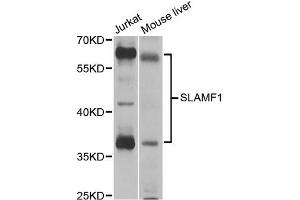 Western blot analysis of extracts of various cell lines, using SLAMF1 antibody (ABIN5971076) at 1/1000 dilution. (SLAMF1 anticorps)