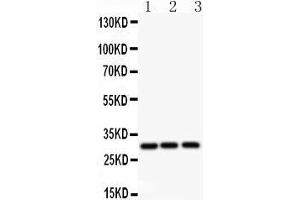 Anti-ATF1 Picoband antibody,  All lanes: Anti ATF1  at 0.